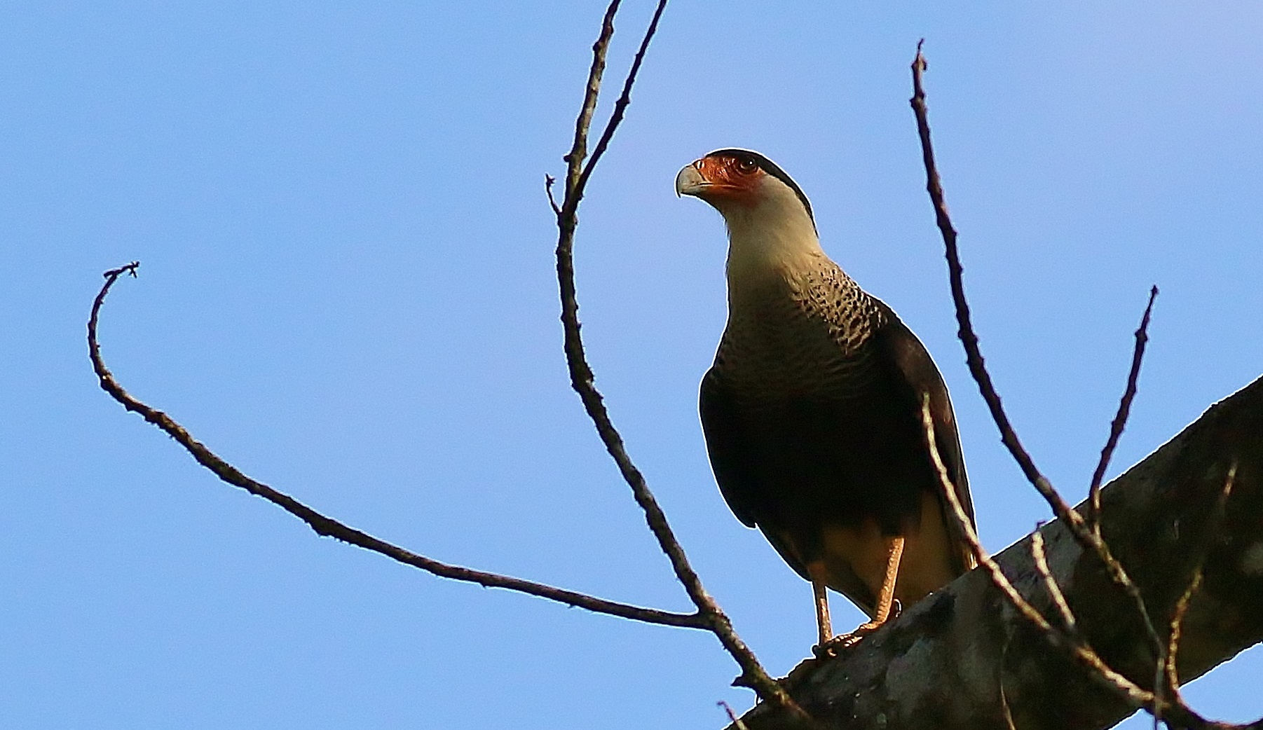 Crested Caracara — Ana fotoğraf